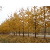 2015年秋季銀杏樹價格，苗圃直供、看樹挖樹、包辦手續