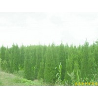 供應蜀檜等多種綠化苗木