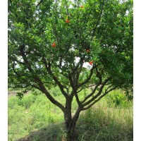 叢生石榴樹、10公分20公分叢生石榴樹大量出售